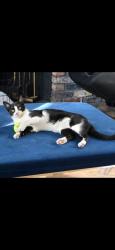 Lost Male Cat last seen Fox run trl and silverbrook st , Saginaw, TX 76179