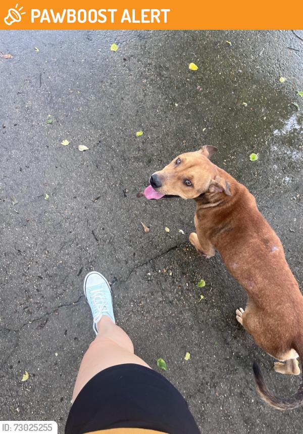 Found/Stray Male Dog last seen Hwy 35, hwy 358, St. Landry Parish, LA 70525