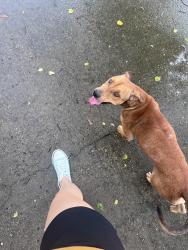 Found/Stray Male Dog last seen Hwy 35, hwy 358, St. Landry Parish, LA 70525