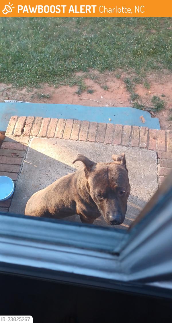 Found/Stray Male Dog last seen Windsor park, Charlotte, NC 28205