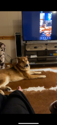 Lost Male Dog last seen Highway 95 and falcon way, Careywood, ID 83809