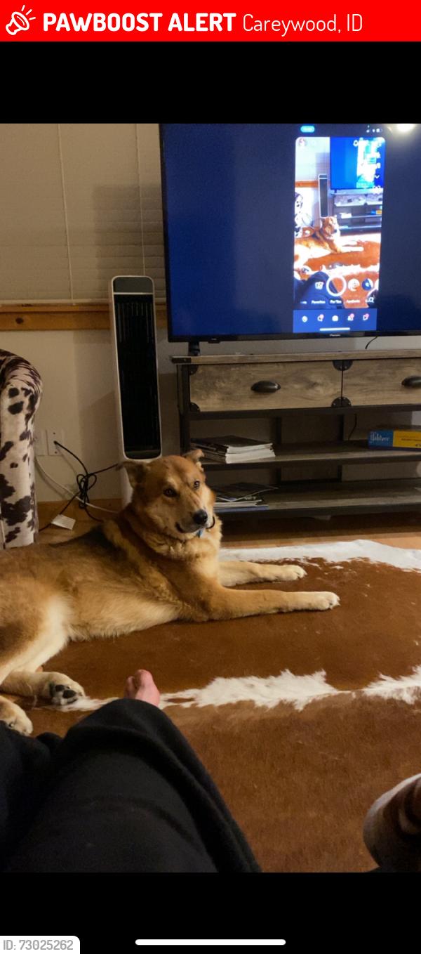 Lost Male Dog last seen Highway 95 and falcon way, Careywood, ID 83809