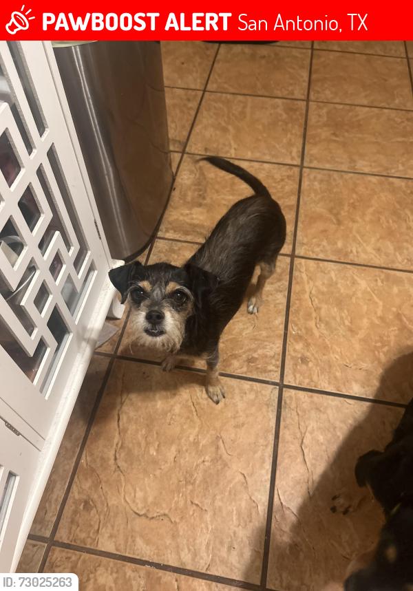 Lost Female Dog last seen Near western park area grey rock street, San Antonio, TX 78228