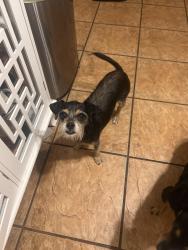 Lost Female Dog last seen Near western park area grey rock street, San Antonio, TX 78228