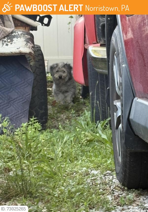 Found/Stray Unknown Dog last seen Sandy hill , Norristown, PA 19401