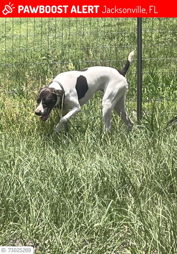 Lost Female Dog last seen Cisco , Jacksonville, FL 32219