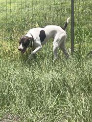 Lost Female Dog last seen Cisco , Jacksonville, FL 32219