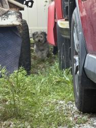 Found/Stray Unknown Dog last seen Sandy hill , Norristown, PA 19401