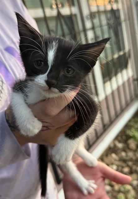 Shelter Stray Male Cat last seen Near BLOCK FAIRWOOD DR, 4710 TX-151, San Antonio, TX 78227, USA