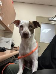 Shelter Stray Male Dog last seen SIMMERHORN RD/CLAY STATION RD, 95638, 3839 Bradshaw Rd, Sacramento, CA 95827, USA
