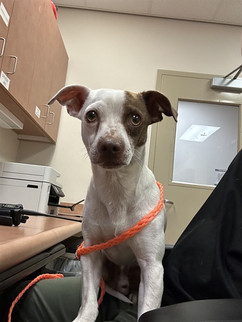 Shelter Stray Male Dog last seen SIMMERHORN RD/CLAY STATION RD, 95638, 3839 Bradshaw Rd, Sacramento, CA 95827, USA
