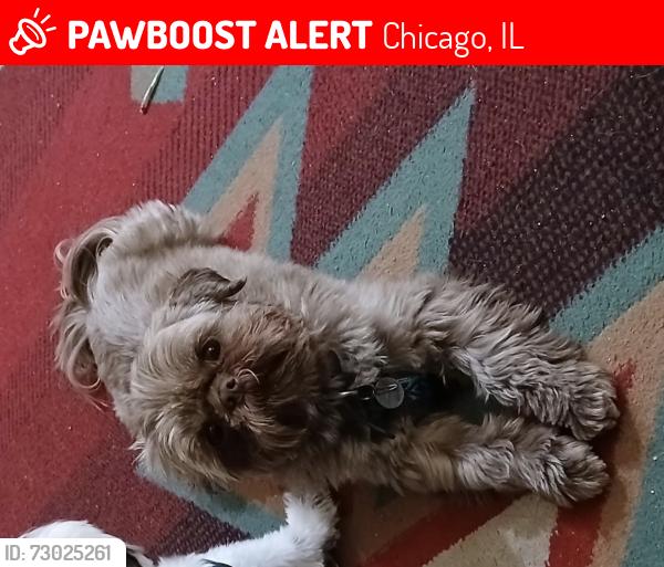 Lost Male Dog last seen Harlem and Irving park , Chicago, IL 60618