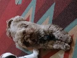 Lost Male Dog last seen Harlem and Irving park , Chicago, IL 60618