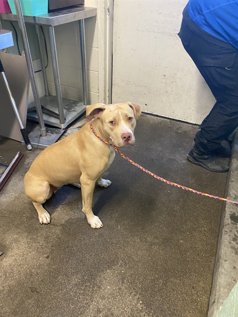 Shelter Stray Female Dog last seen BINGHAMTON DR & ASHBURRY WAY, 2127 Front St, Sacramento, CA 95818, USA