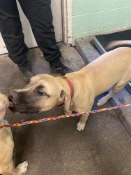 Shelter Stray Male Dog last seen BINGHAMTON DR & ASHBURRY WAY, 2127 Front St, Sacramento, CA 95818, USA