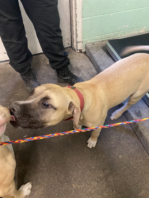 Shelter Stray Male Dog last seen BINGHAMTON DR & ASHBURRY WAY, 2127 Front St, Sacramento, CA 95818, USA