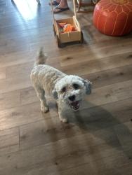 Found/Stray Female Dog last seen Bellflower and Stearnlee, Long Beach, CA 90808
