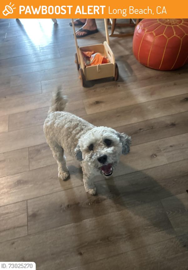 Found/Stray Female Dog last seen Bellflower and Stearnlee, Long Beach, CA 90808