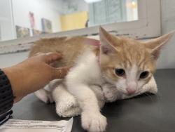 Shelter Stray Male Cat last seen , 1850 W 60th St, Los Angeles, CA 90047, USA