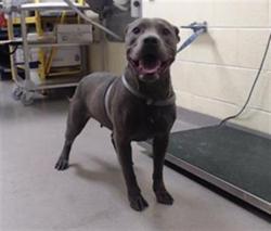 Shelter Stray Female Dog last seen Near BLOCK N STUART ST, DENVER CO 80204, 1241 W Bayaud Ave, Denver, CO 80223, USA