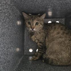 Shelter Stray Female Cat last seen Near BLOCK E 38TH AVE, DENVER CO 80207, 1241 W Bayaud Ave, Denver, CO 80223, USA
