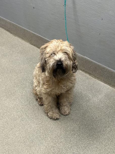 Shelter Stray Female Dog last seen S CIMARRON RD & W CHARLESTON BLVD, 655 N Mojave Rd, Las Vegas, NV 89101, USA