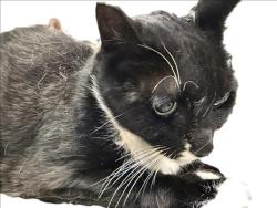 Shelter Stray Male Cat last seen , 3201 Lacy St, Los Angeles, CA 90031, USA