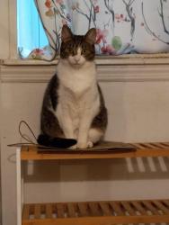 Lost Female Cat last seen Hope Street and Rock Spring Road near Faucett Street and CVS Pharmacy, Stamford, CT 06906