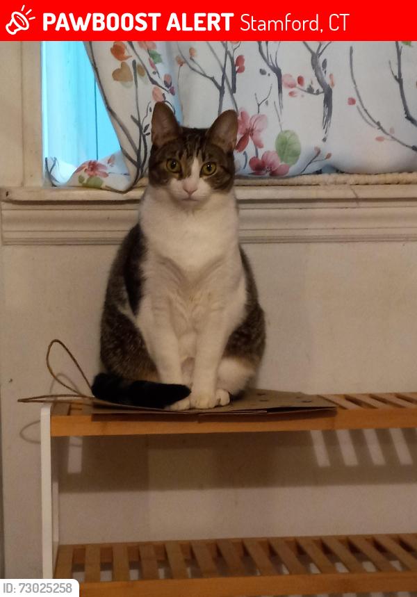 Lost Female Cat last seen Hope Street and Rock Spring Road near Faucett Street and CVS Pharmacy, Stamford, CT 06906