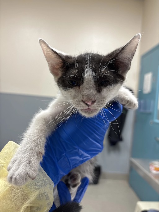 Shelter Stray Male Cat last seen E WASHINGTON AVE & N BRUCE ST, 655 N Mojave Rd, Las Vegas, NV 89101, USA