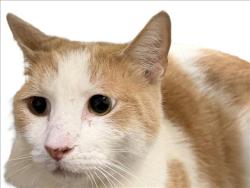 Shelter Stray Male Cat last seen , 3201 Lacy St, Los Angeles, CA 90031, USA