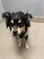 Shelter Stray Male Dog last seen BOULDER HWY & E RUSSELL RD, 655 N Mojave Rd, Las Vegas, NV 89101, USA