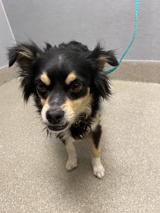 Shelter Stray Male Dog last seen BOULDER HWY & E RUSSELL RD, 655 N Mojave Rd, Las Vegas, NV 89101, USA