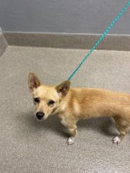 Shelter Stray Male Dog last seen BOULDER HWY & E RUSSELL RD, 655 N Mojave Rd, Las Vegas, NV 89101, USA