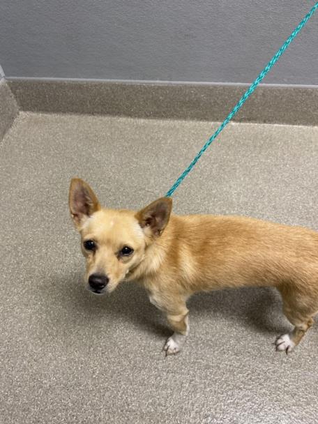 Shelter Stray Male Dog last seen BOULDER HWY & E RUSSELL RD, 655 N Mojave Rd, Las Vegas, NV 89101, USA