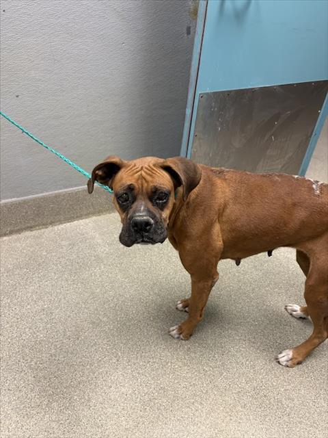 Shelter Stray Female Dog last seen N LAS VEGAS BLVD & N PECOS RD, 655 N Mojave Rd, Las Vegas, NV 89101, USA
