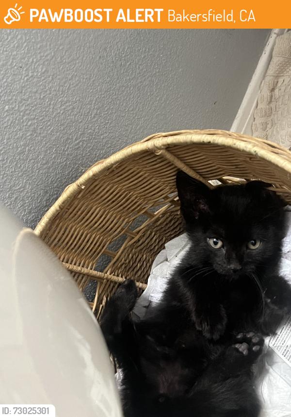 Found/Stray Male Cat last seen Coffee and Olive, Bakersfield, CA 93312