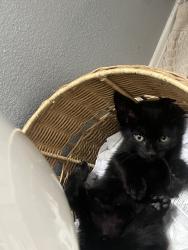 Found/Stray Male Cat last seen Coffee and Olive, Bakersfield, CA 93312