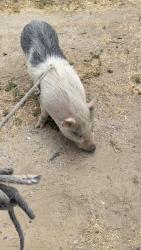 Found/Stray Male Other last seen Del valle rd, Val Verde, CA 91384