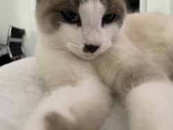 Lost Male Cat last seen Near north cliff valley way , Atlanta, GA 30319