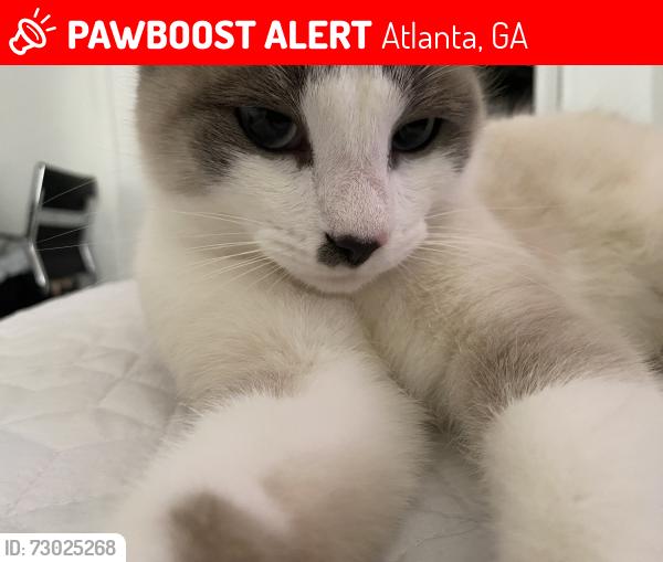 Lost Male Cat last seen Near north cliff valley way , Atlanta, GA 30319
