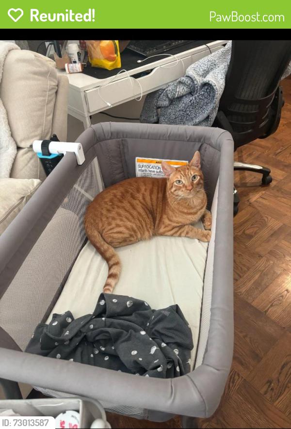 Reunited Male Cat last seen Four Winds way, Elk Grove, CA 95758