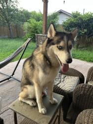 Found/Stray Male Dog last seen Grove Blvd and Hogan Ave near ACC Riverside campus, Austin, TX 78741