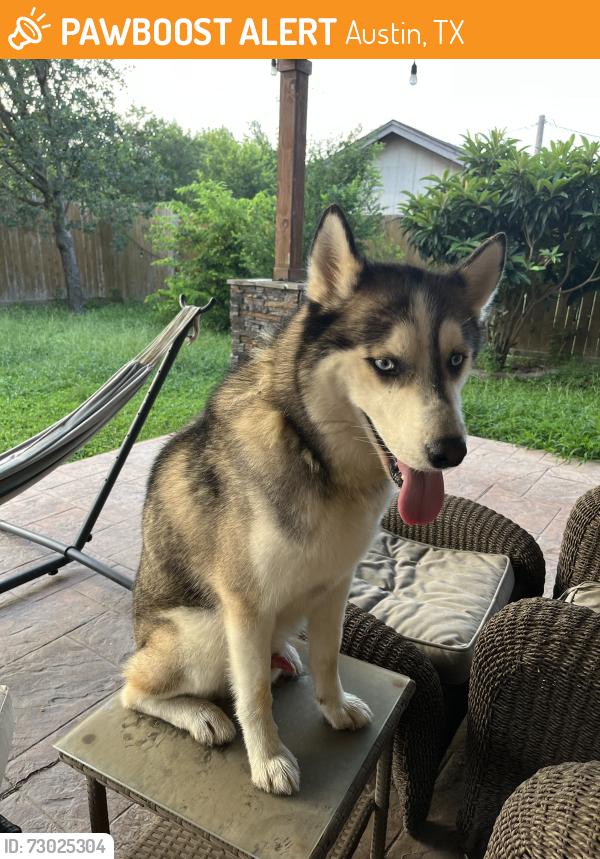 Found/Stray Male Dog last seen Grove Blvd and Hogan Ave near ACC Riverside campus, Austin, TX 78741