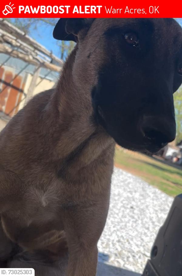 Lost Female Dog last seen Oklahoma warr acrees, Warr Acres, OK 73122