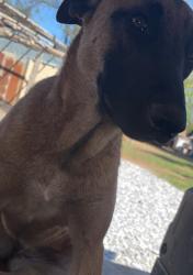 Lost Female Dog last seen Oklahoma warr acrees, Warr Acres, OK 73122