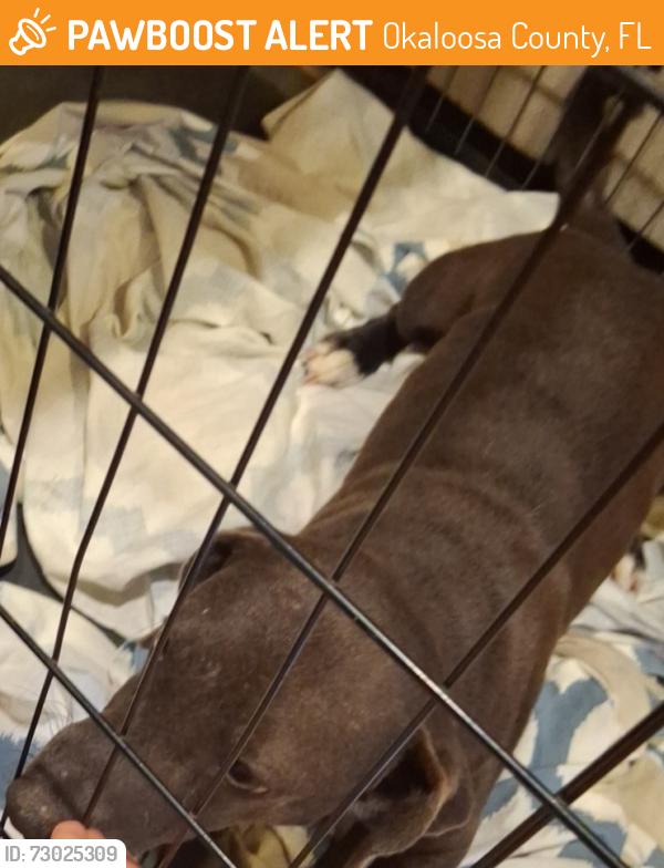 Found/Stray Male Dog last seen Near lakes dr crestview fl, Okaloosa County, FL 32539