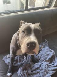 Lost Male Dog last seen Deerfield drive and via Dora, Antioch, CA 94531