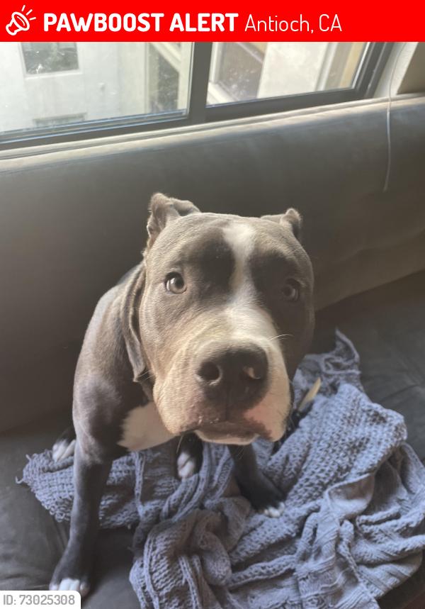 Lost Male Dog last seen Deerfield drive and via Dora, Antioch, CA 94531
