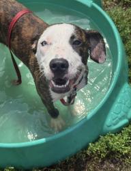 Lost Female Dog last seen Lincoln rd Hazle green al, Hazel Green, AL 35750